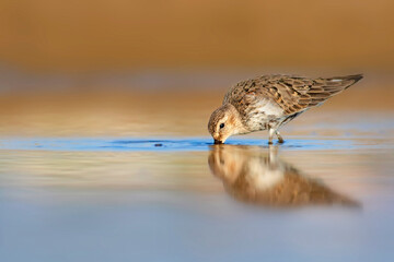Nature and birds. Colorful nature background. Dunlin.