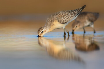 Naure and bird. Curlew Sandpiper. Colorful nature background. 