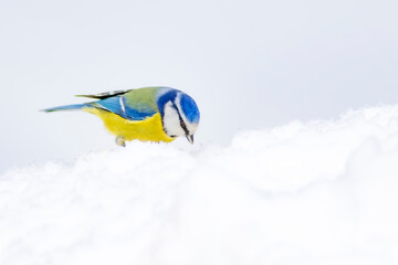 Cute bird and winter. White snow background. Bird: Eurasian Blue Tit. 