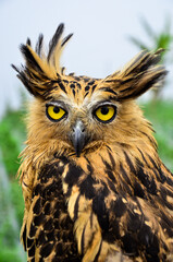 owl,bird, owl, eagle, animal, nature, beak, wildlife, predator, prey, feather, feathers, eyes, birds, portrait, falcon, eye, wild, raptor, hunter, bird of prey, brown, head, hawk, animals, kite