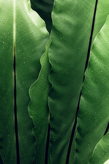 Naturalne piękne roślinne tło, zbliżenie na zielone liście, krople wody, roślinna tekstura.