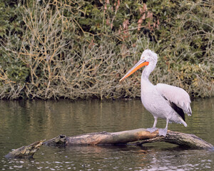 Pelican in the pond