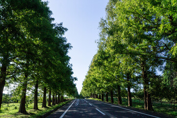 風景素材　夏のメタセコイア並木　光と影
