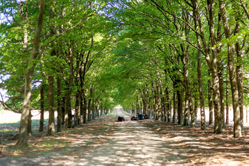 Cows laying down in a avenue of trees in the palnken wambuis. 