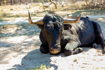 Wild bull laying down in the sand with big horns in the full sun. Sand on his nose. In the nature...