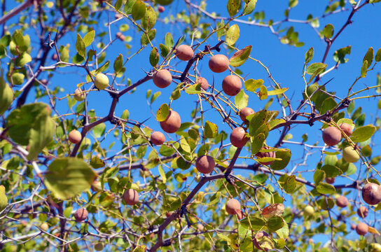 landscape, sidr, nuts, Natural herbs