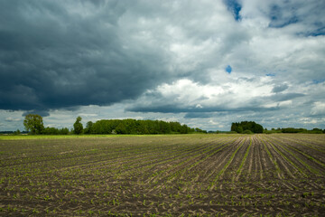 Young corn field and dark clouds, the beginning of the agricultural season