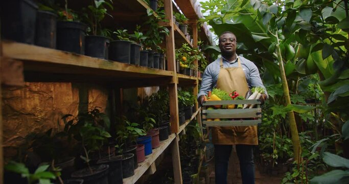 Middle shot of African American biologist in glasses standing in greenhouse. Man holding box with vegetables and looking to camera in hothouse. Floristry, occupation and business concept. Camera moves