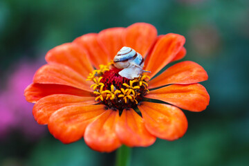 A small Snail sits in the center of a bright orange color