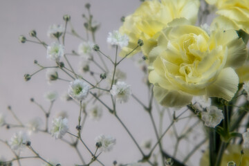 背景素材　黄色のカーネーションとかすみ草