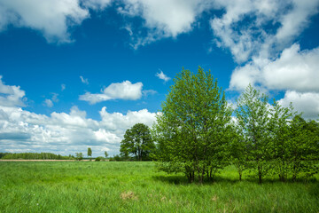 Obraz premium Trees on a green meadow, white clouds on blue sky
