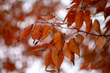 風景素材　鮮やかな紅葉