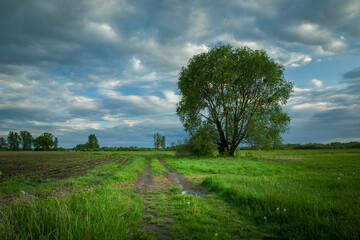 Fototapeta na wymiar Country road and tall deciduous tree, clouds on the sky