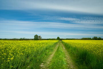 Country road in a yellow rape field and white clouds at the sky