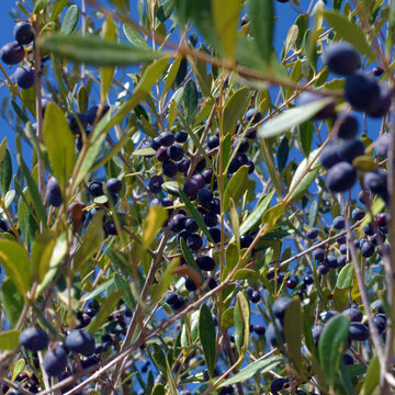 The olive tree is ripe