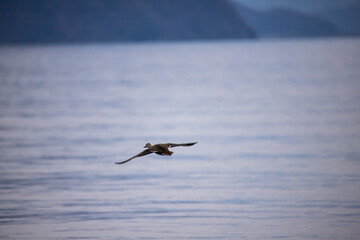 Fototapeta na wymiar 風景素材　琵琶湖を優雅に飛ぶ鴨