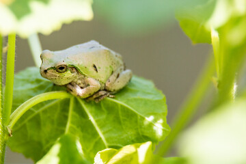 風景素材　葉っぱに留まるアマガエル