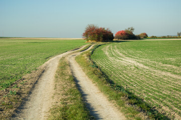 Dirt road and green fields, colorful bushes