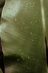 Fototapeta Naturalne piękne roślinne tło, zbliżenie na zielone liście, krople wody, roślinna tekstura. obraz