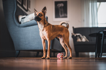 Brown dog in the house. Brown dog playing with color ball. Brown dog portrait. Dog with toy.