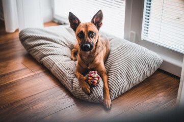 Brown dog in the house. Brown dog playing with color ball. Brown dog portrait. Dog with toy.