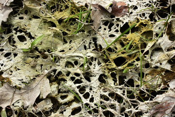 Green algae on the surface of the water. Nature background.