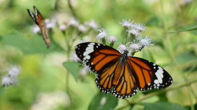 Orange with white and black color pattern on Common Tiger butterfly wing, Two Monarch butterflies seeking nectar on Bitter bush or Siam weed blossom in the field with natural green background