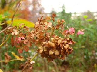晩秋の公園の枯れた紫陽花の花
