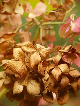 枯れ紫陽花 Images Browse 66 Stock Photos Vectors And Video Adobe Stock