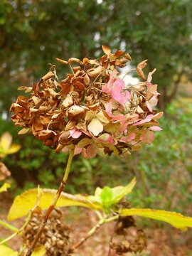 枯れ紫陽花 Images Browse 66 Stock Photos Vectors And Video Adobe Stock 枯れ紫陽花 Images Browse 66 Stock Photos Vectors And Video Adobe Stock