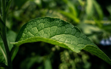 Close up of a green leaf