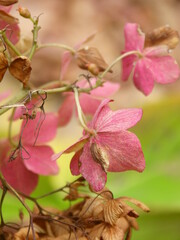 晩秋の公園の枯れた紫陽花の花