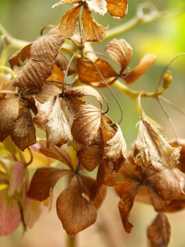 枯れ紫陽花 Images Browse 66 Stock Photos Vectors And Video Adobe Stock