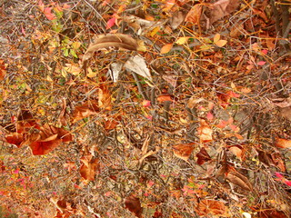 公園の紅葉のドウダンツツジとその上に散った枯れ葉