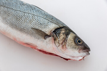 Sea bass with white background