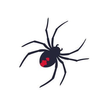 Red Back Spider On White, Vector