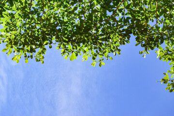 green leaves background