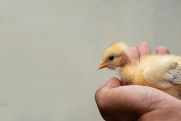 Yellow Chicken chick sitting in Asian man hand, High quality photography, hands only, Top view