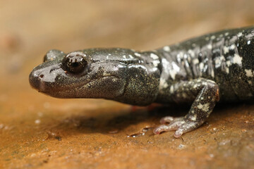 Aneides flavipunctatus - Black Salamander