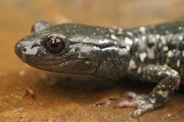 Aneides flavipunctatus - Black Salamander