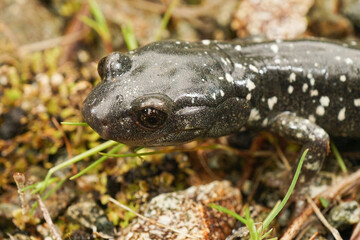 Aneides flavipunctatus - Black Salamander