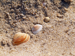 Muscheln am Strand