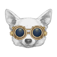Portrait of Chihuahua with goggles. Hand-drawn illustration.