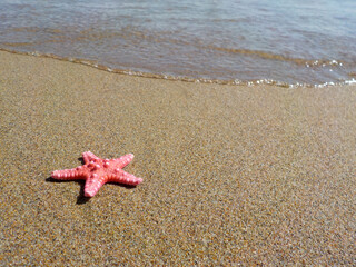 Fototapeta na wymiar Starfish in sand on the beach