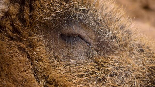 Close up of large male wild boar pig head resting in mud