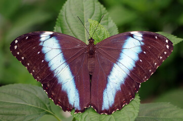 Tropical Butterfly Morpho helenor ssp. Theodorus