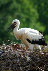 young white stork in the nest close-up on green background