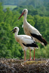 Fototapeta premium white stork in the nest with baby close-up on green background