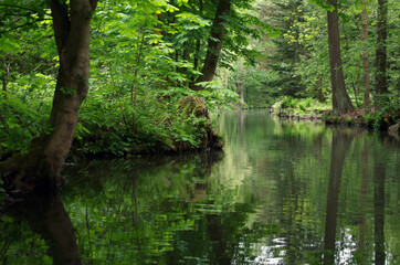 Fototapeta na wymiar Canal in the Spreewald Biosphere Reserve in Germany, Europe