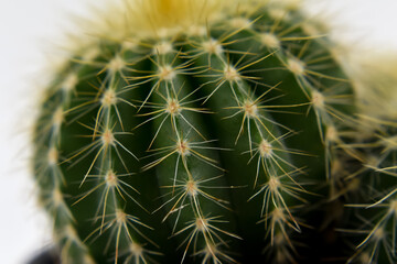 Mały kaktus w zbliżeniu na jasnym tle.